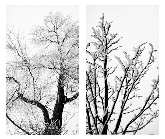 branches1-2